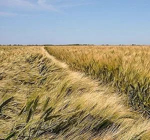 oleron48.jpg