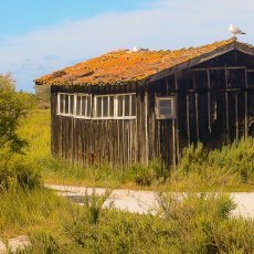 oleron14-2.jpg