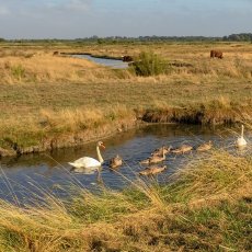 oleron24.jpg